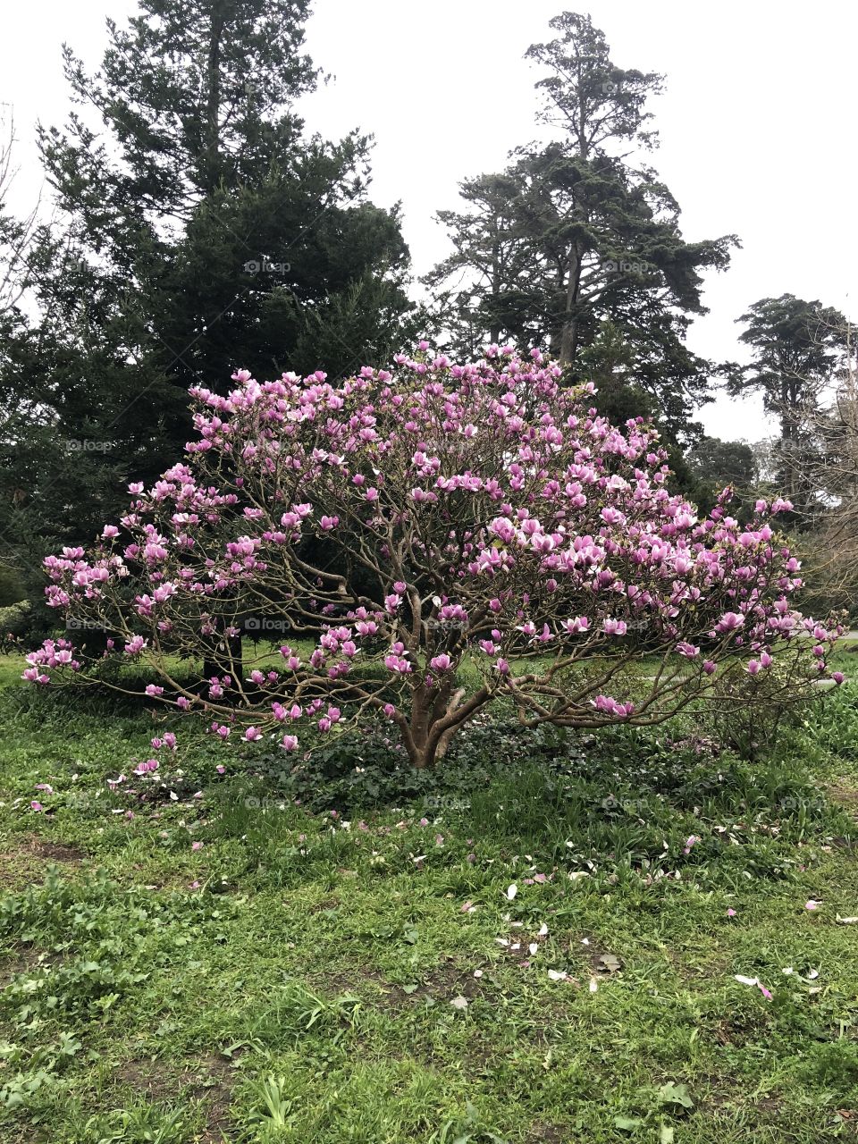 Magnolia 