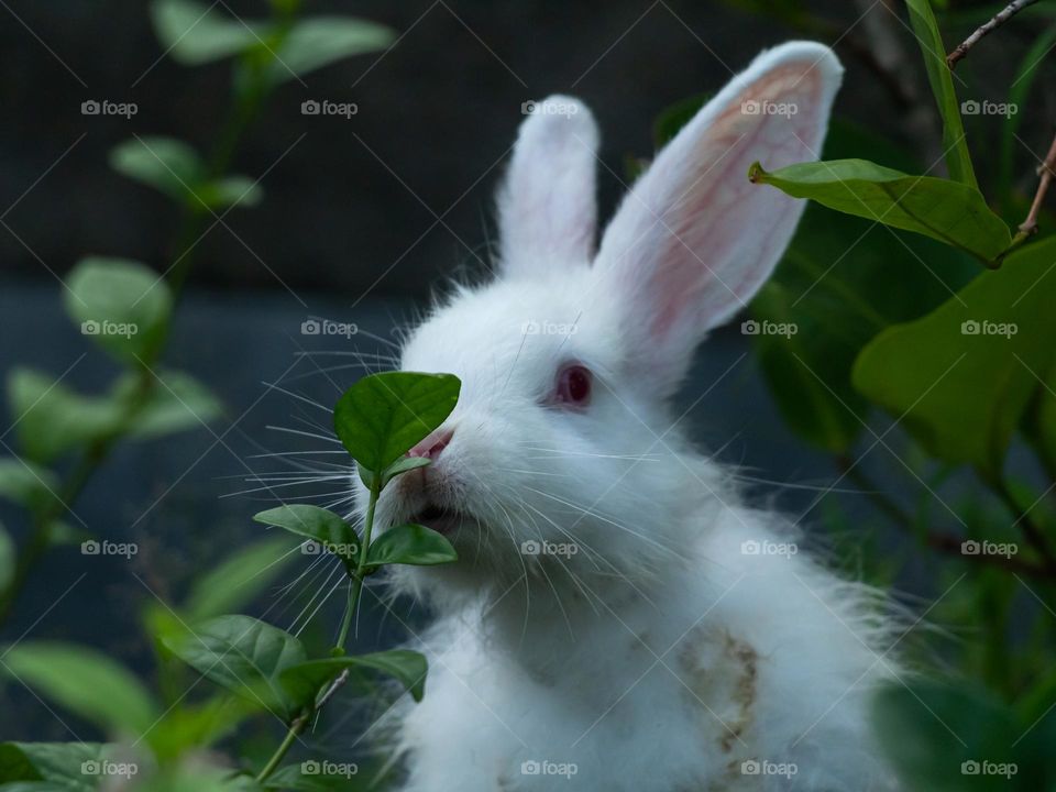 Bunny