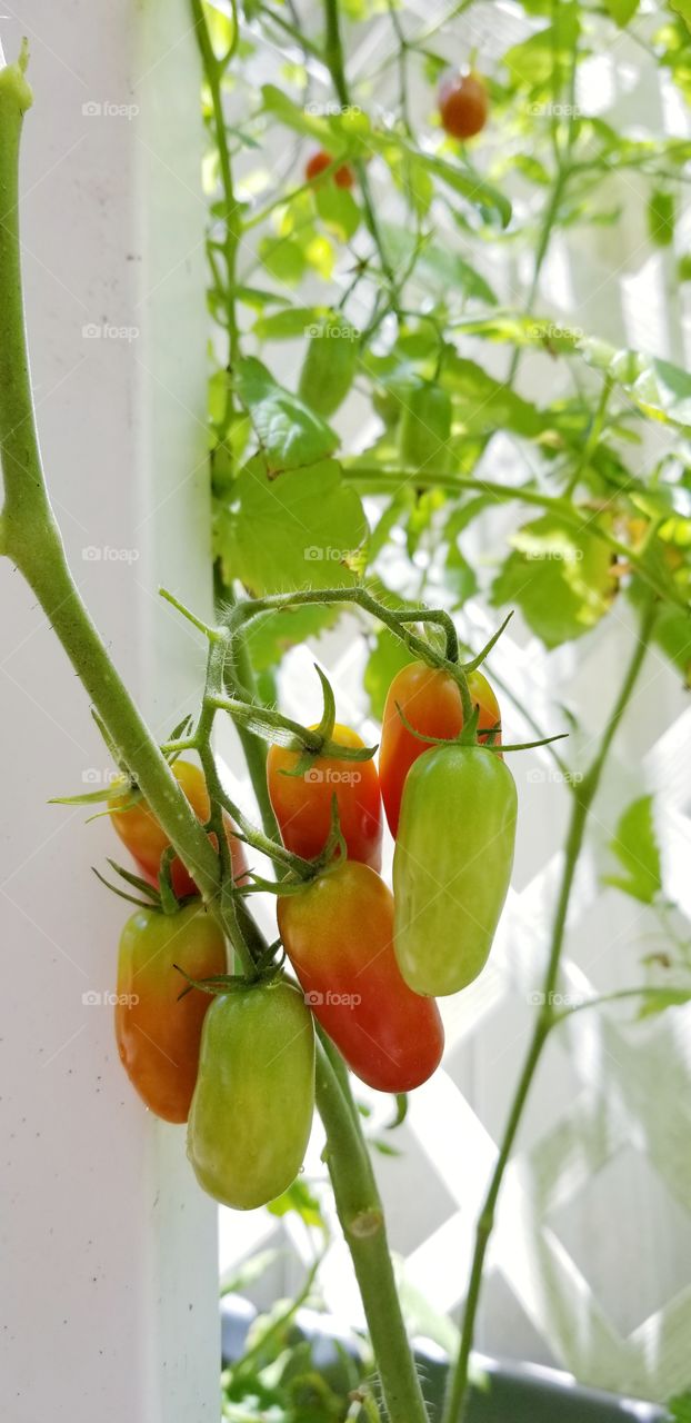 Урожай томатов поспевает на ветке в огороде