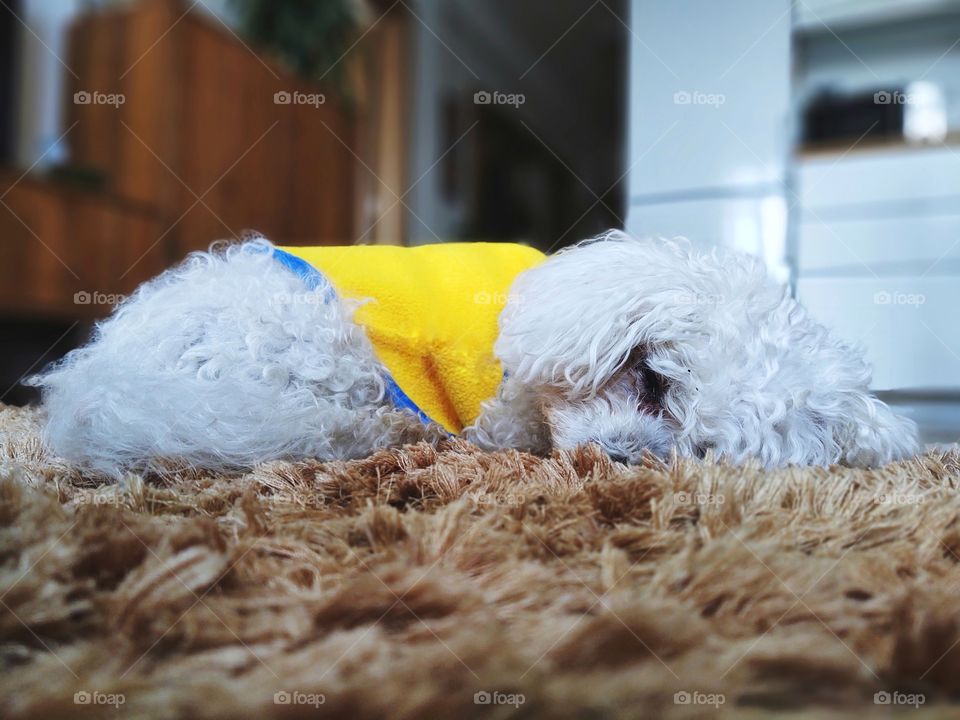 Bichon dog sleeping on the carpet