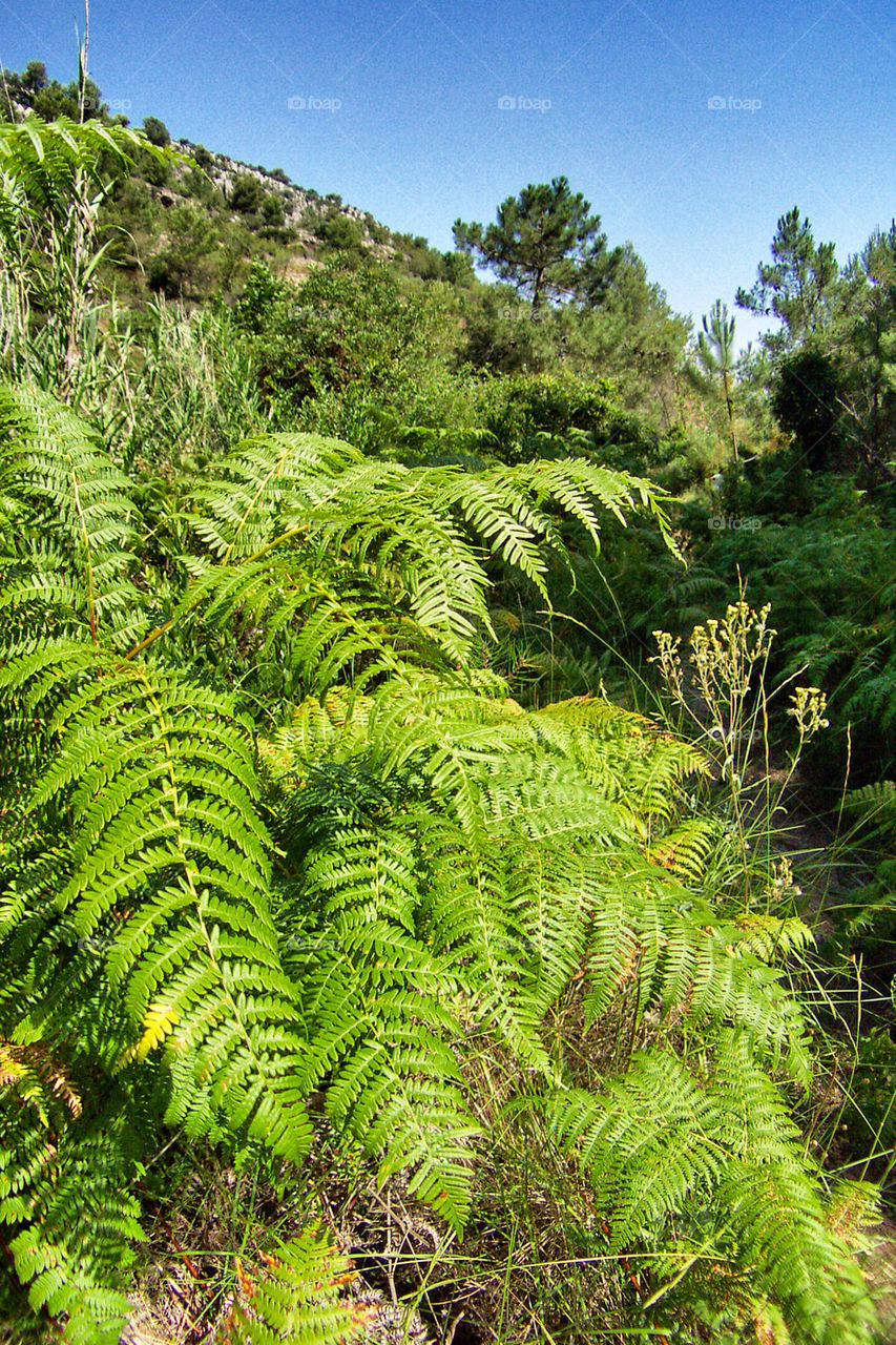 sky green tree forest by benjaminet