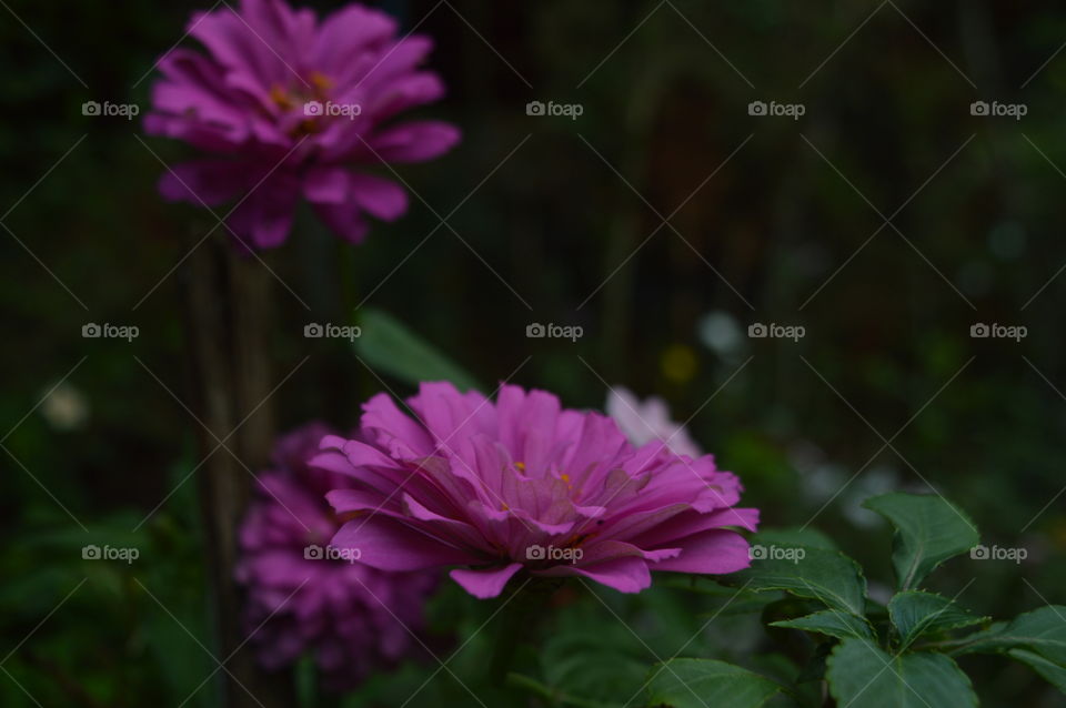 Aster flower.