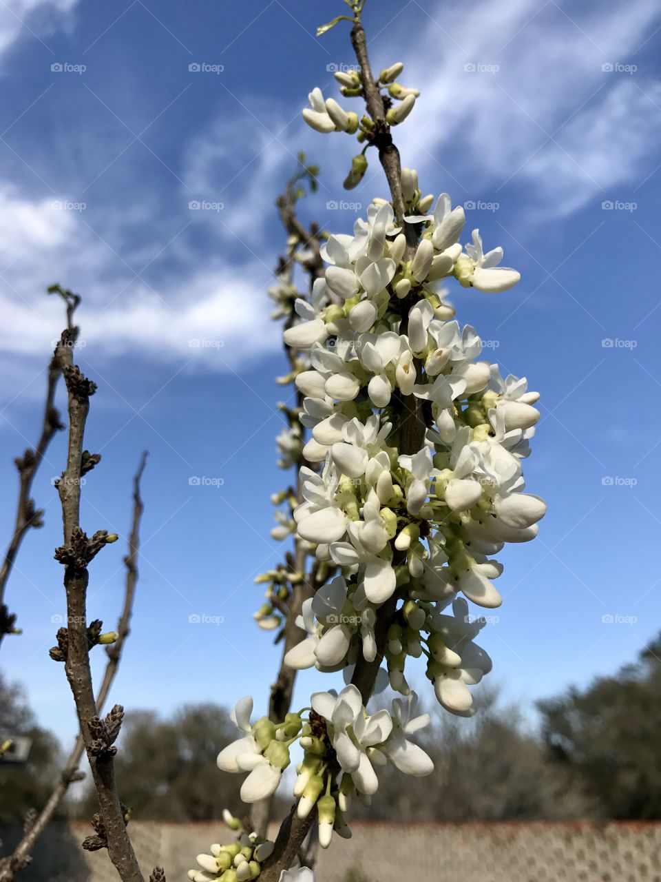 Spring in South Carolina 
