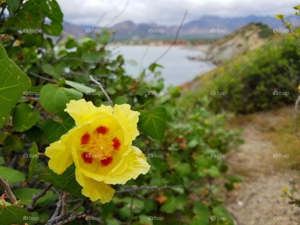 Yellow flower