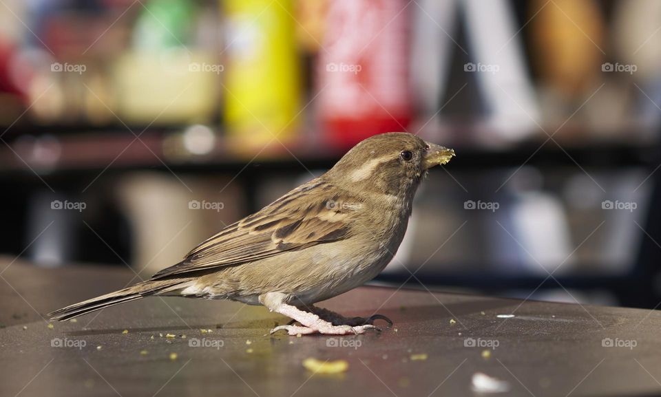 Little Bird Eating Chips 