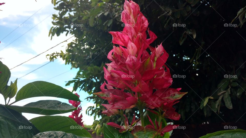 Um cacho de lindas flores magenta, vibrantes cores rosa, árvores e o céu.