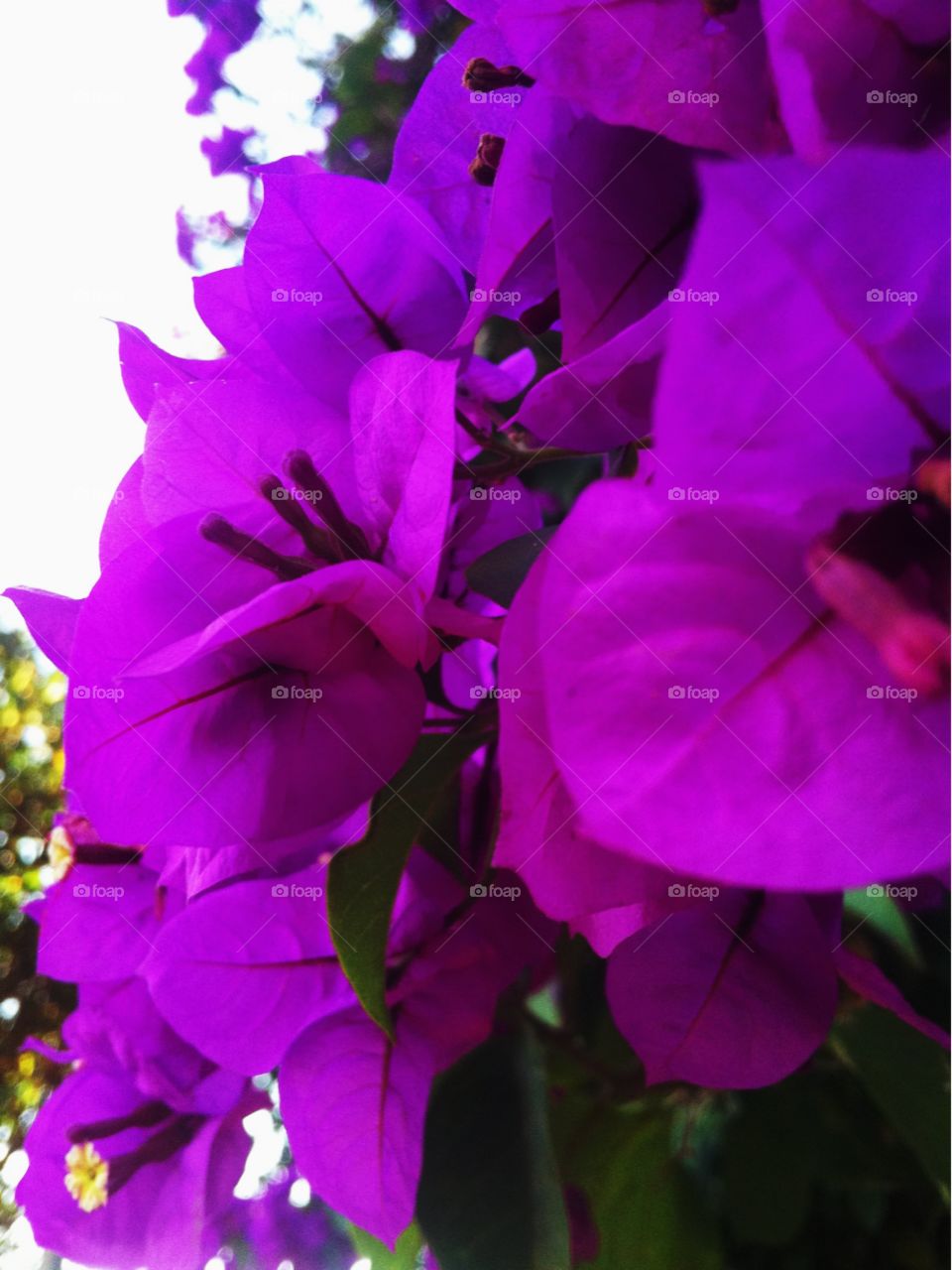 🌺Fim de #cooper!
Suado, cansado e feliz, curtindo a beleza das #flores - hoje, com as #primaveras roxas.
🏁
#corrida
#running
#flowers
#CorujãoDaMadrugada
#alvorada
#flor
#pétalas