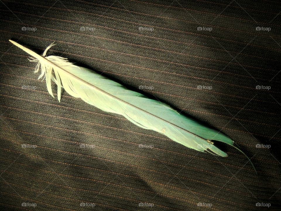 Parrot feather photo,Beautiful photo of feather,An artistic picture of a parrot feather,Wing of an Indian species of parrot,Colorful photo for you,Photo of a feather to cherish,A memorable photo of a parrot feather