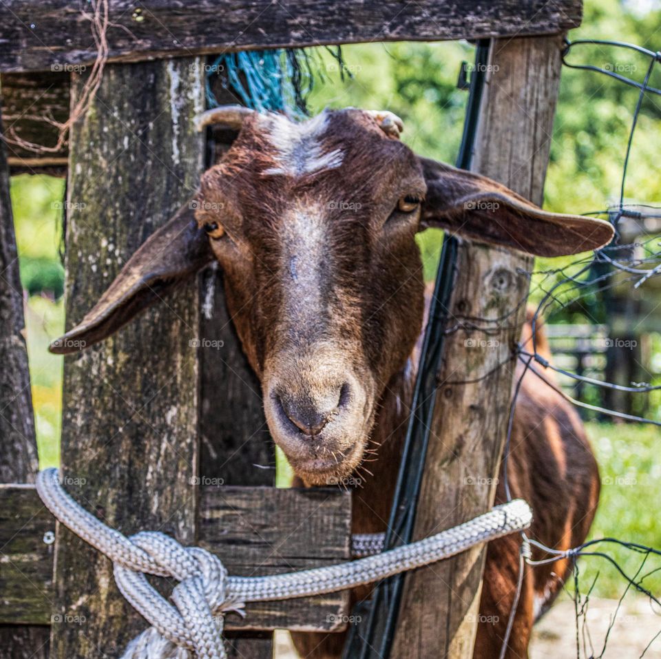 A goat pops it’s head through a gap in the fence to say hello