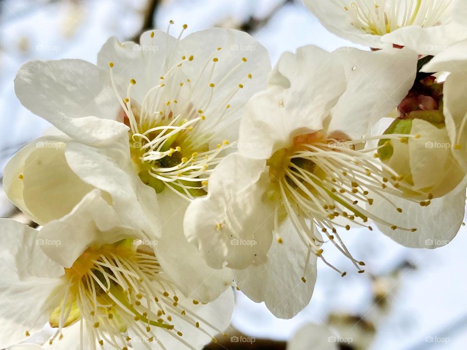 White plum blossom