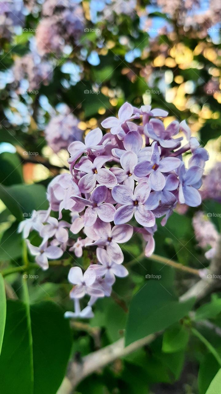 flower lilac Lilac Flora