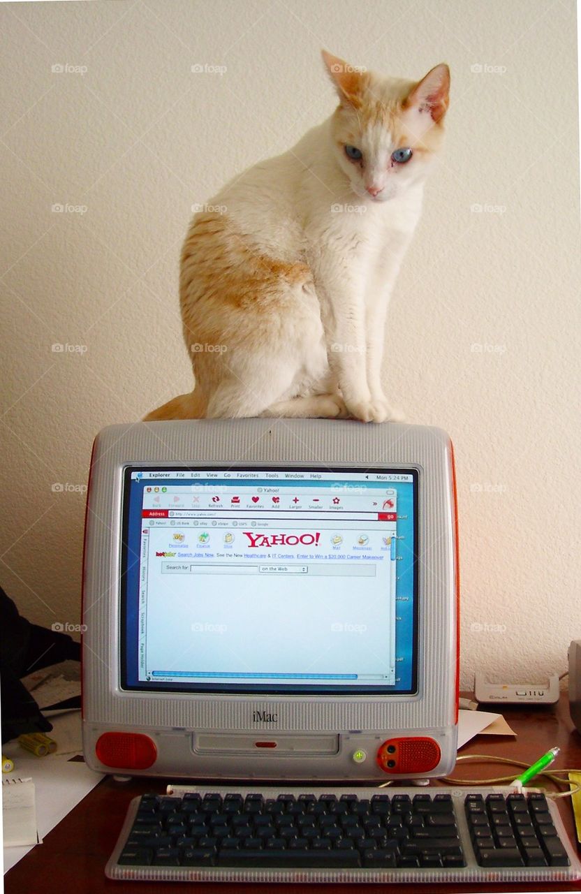 Snowbell on computer 