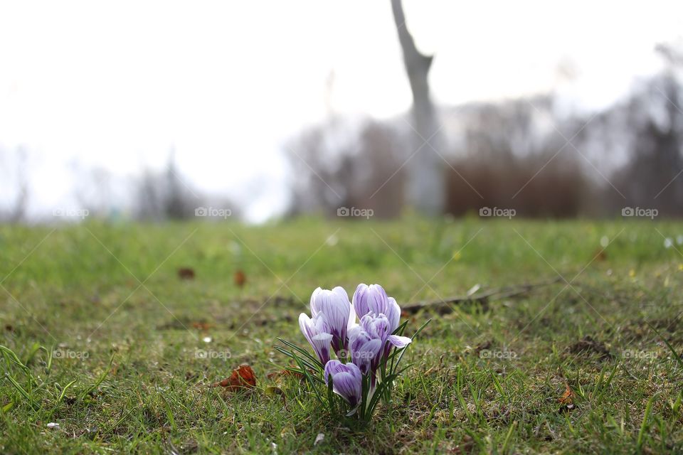 crocus in the park