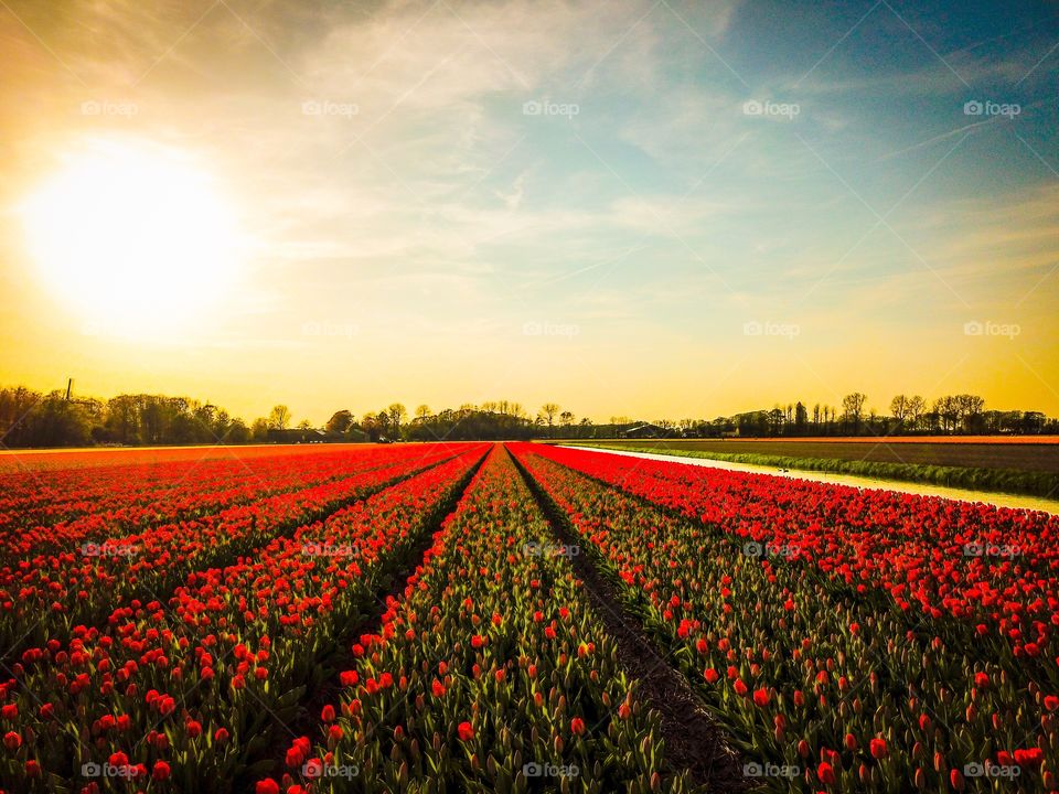 Lisse Spring Flowers Filds