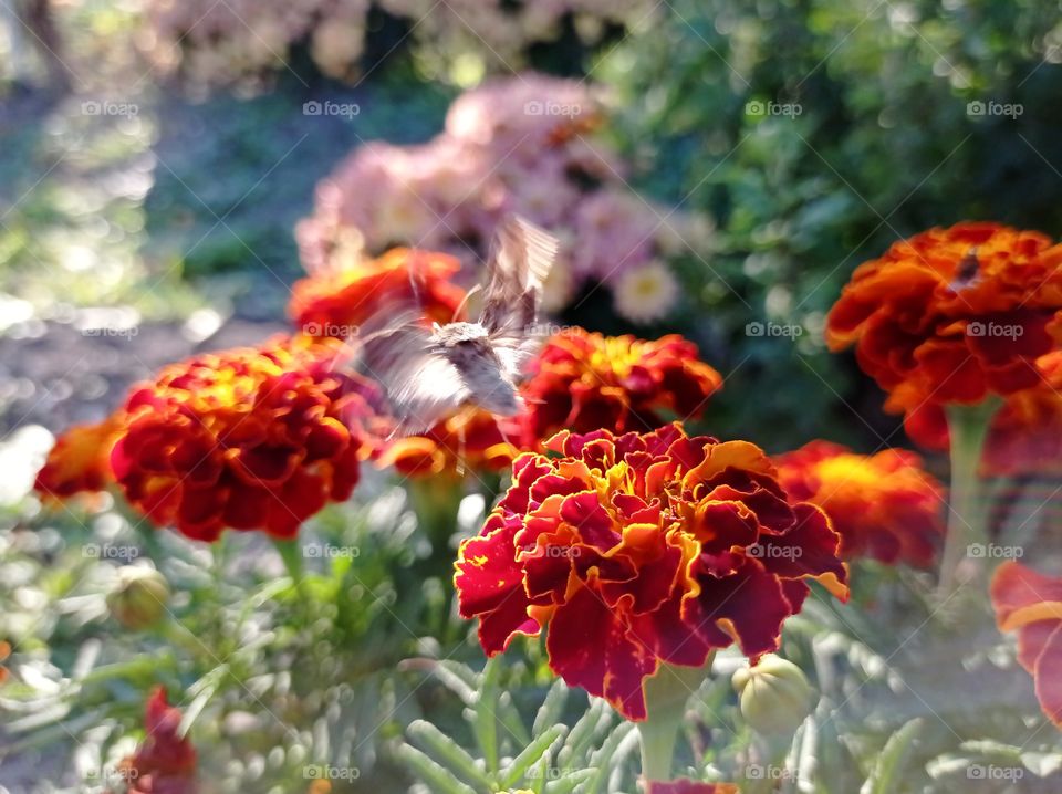 The butterfly flies at a speed of more than 60 kilometers per hour. Marigolds in the sunlight. Garden.