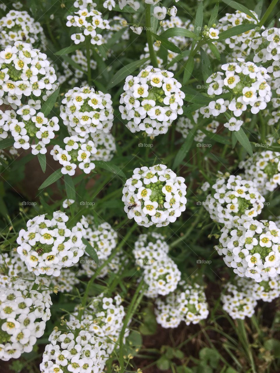 My little snow balls in the spring! A bit of added beauty to remind us all just to breathe.