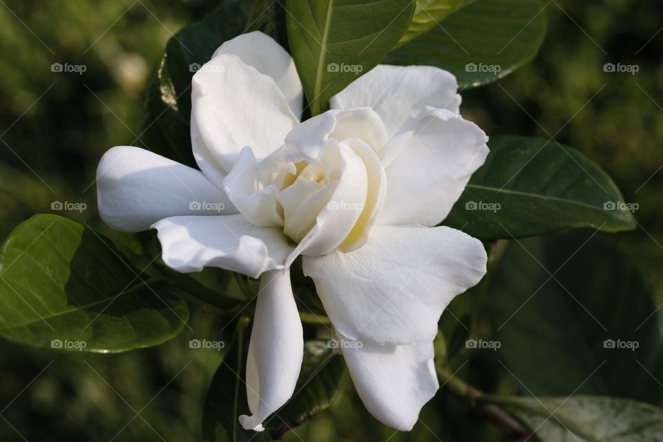 Gardenia