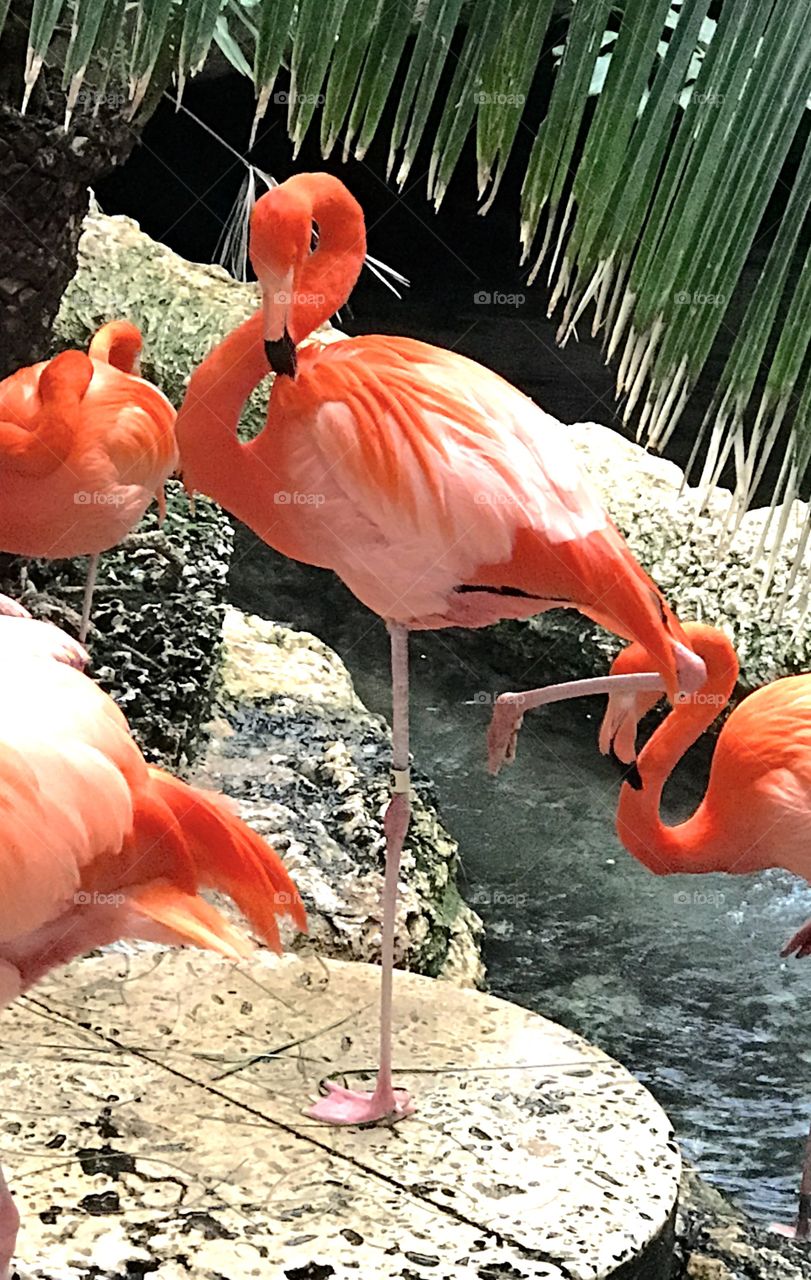One Legged Flamingo
