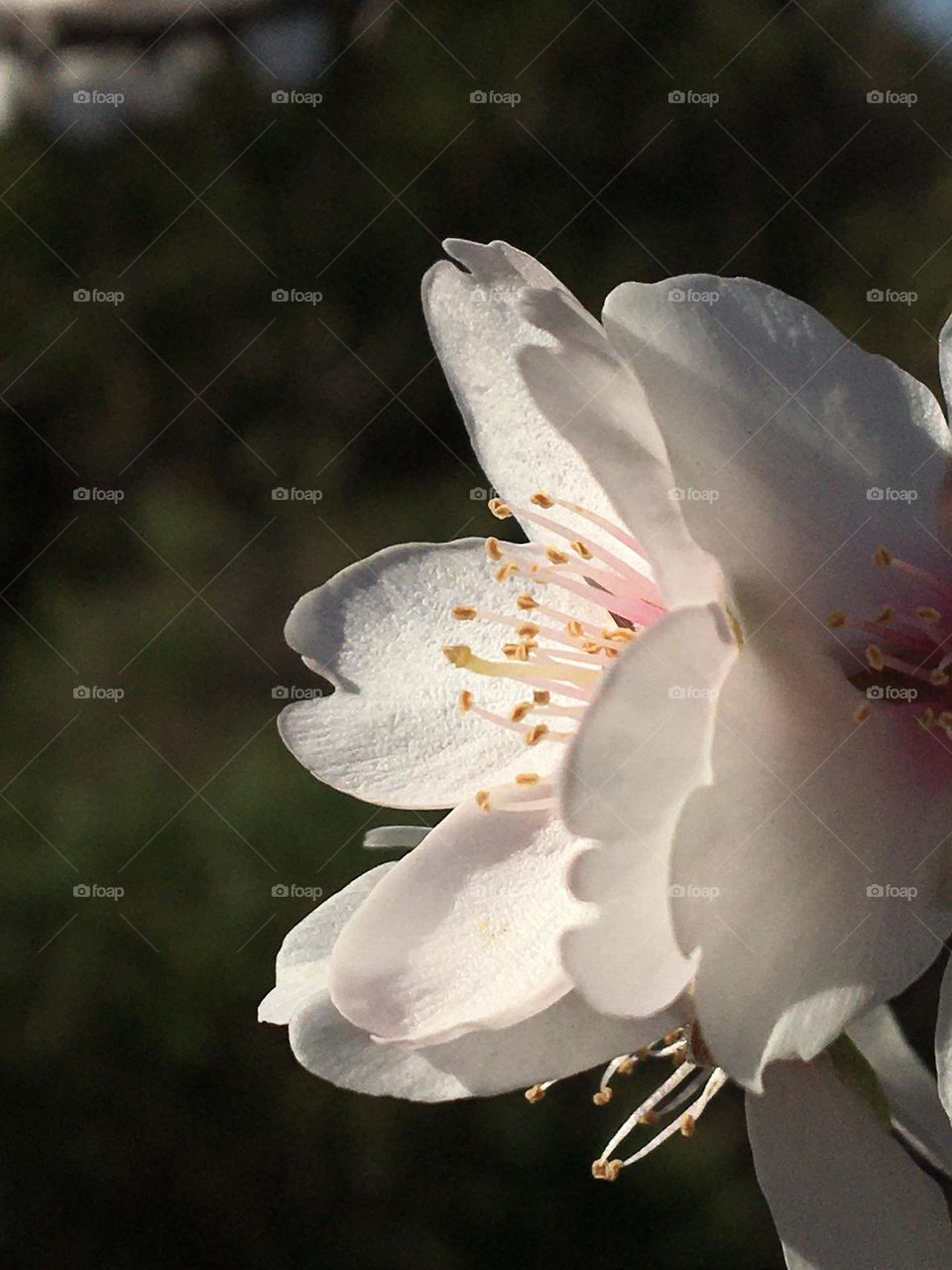 Profile of almond tree flower 