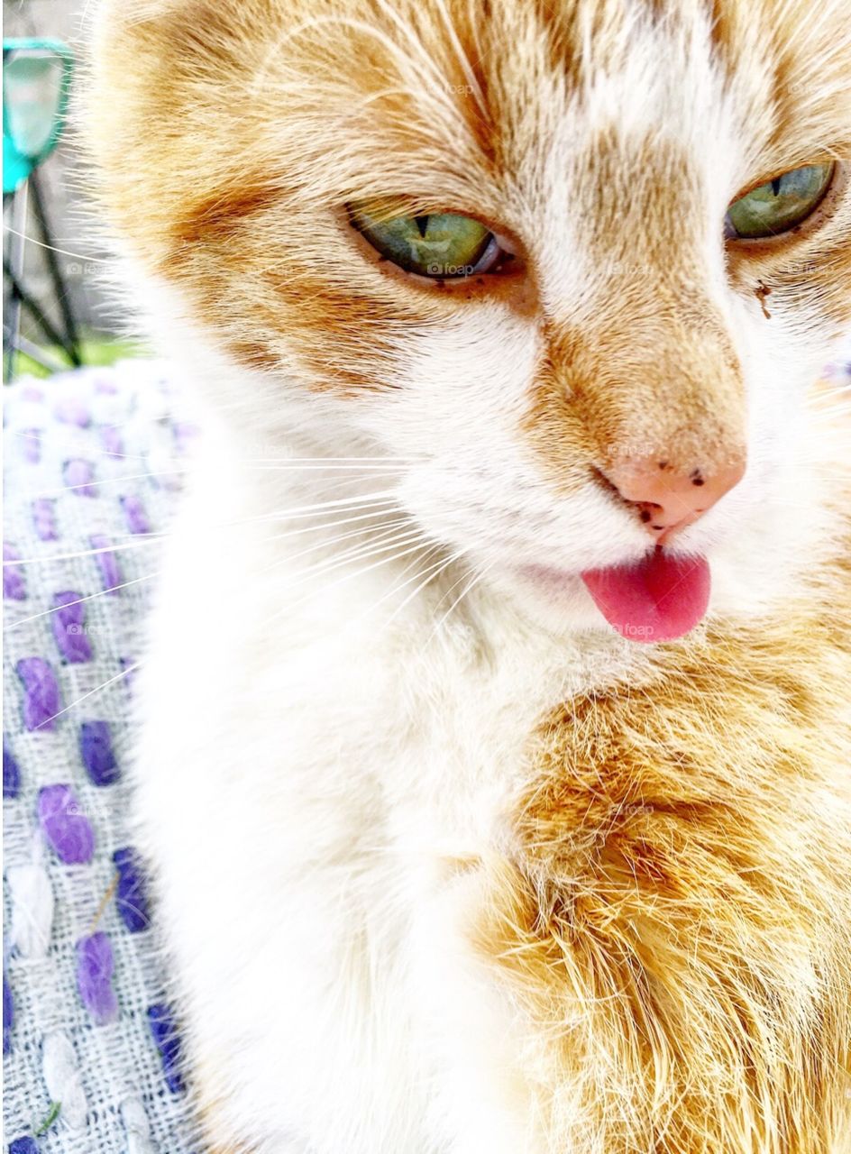 Cat got your tongue 