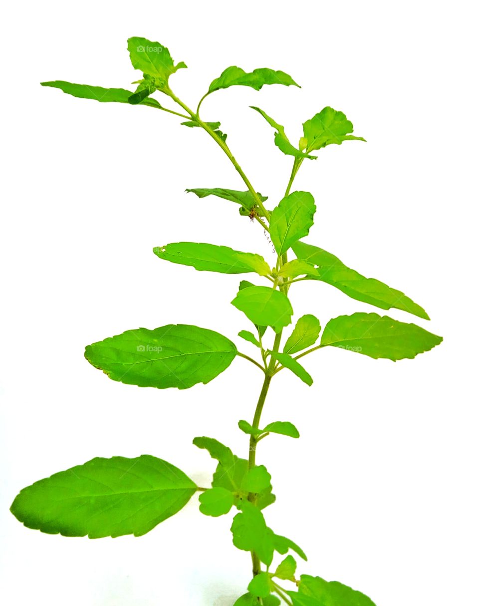 Basil,white background