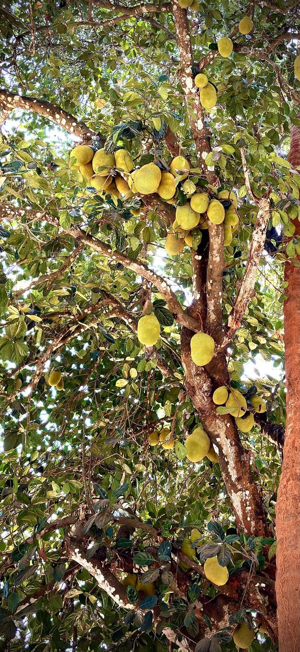 Jack fruit season 