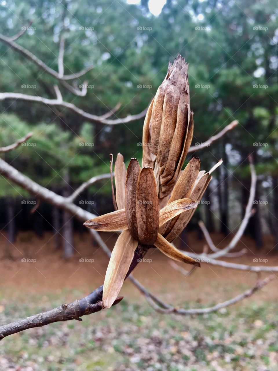 Remains of a bloom