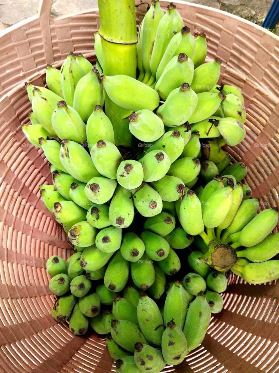 Green Banana in the basket for sale at JJ market, Thailand.