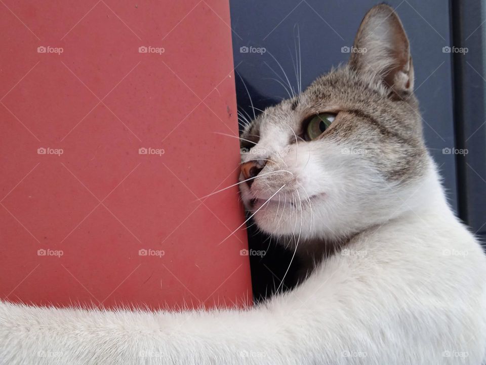 Cat lying on the car.