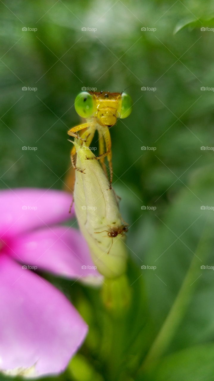 Grasshopper and amt Macro
