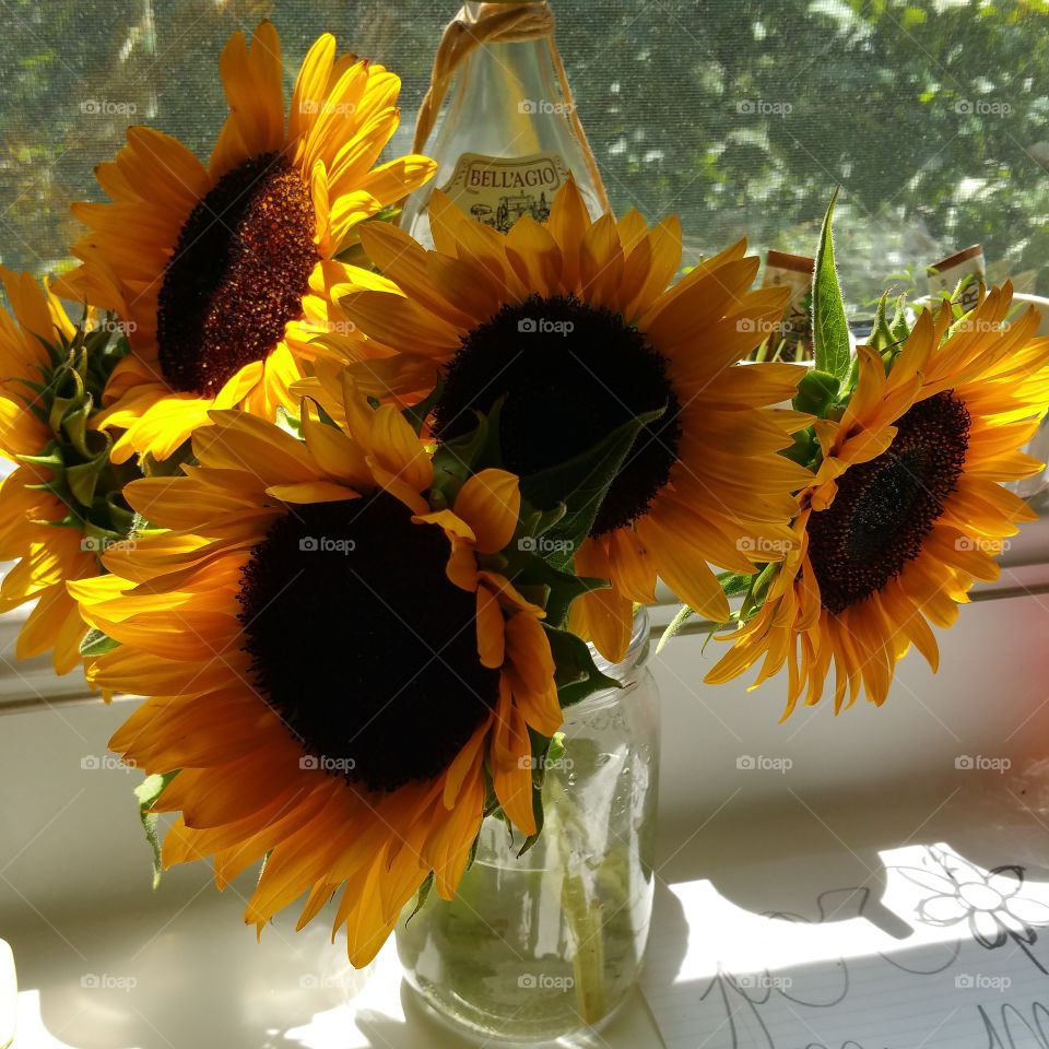 sunflowers. a lovely gift from my daughter