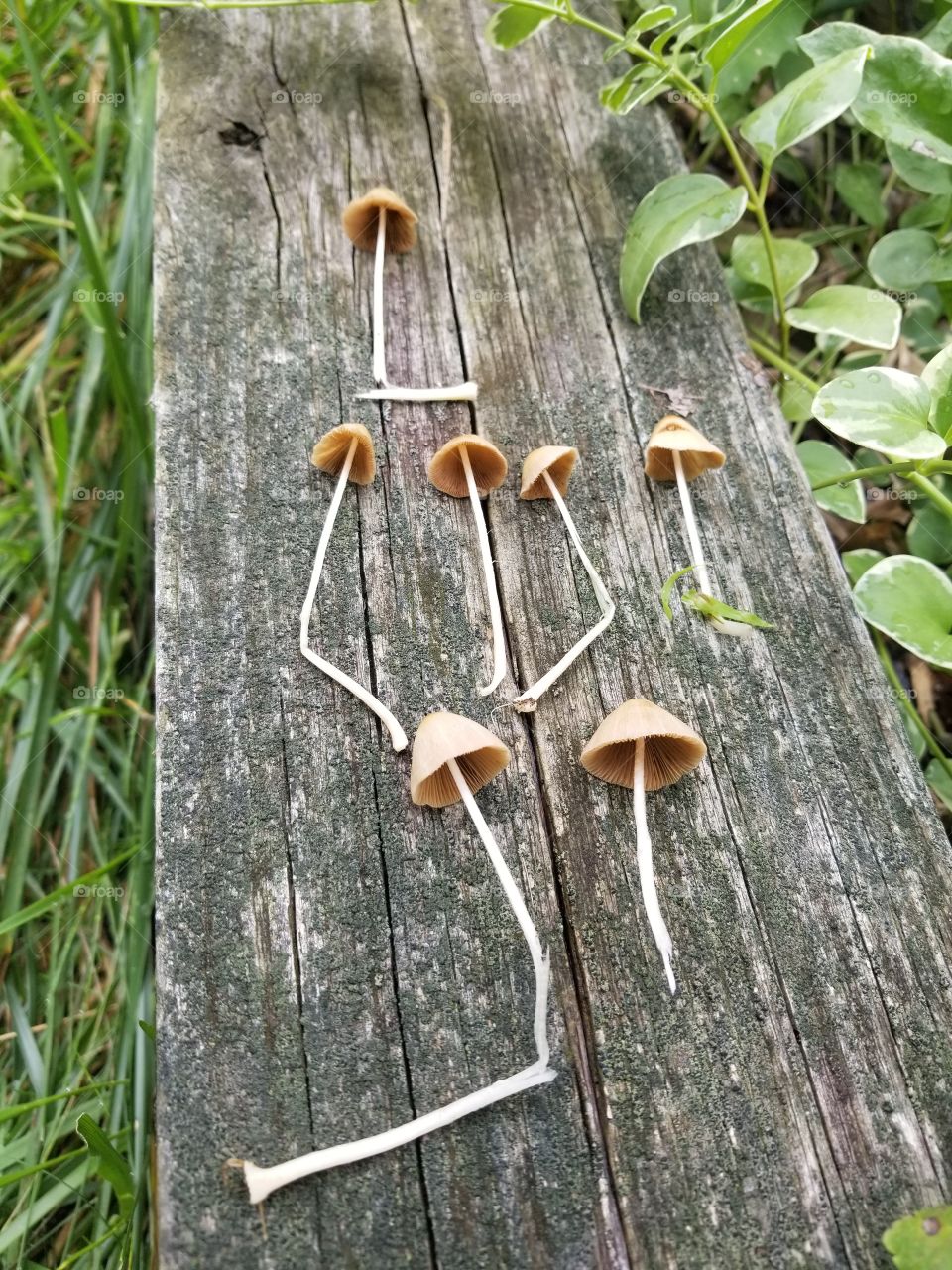 The Mushrooms