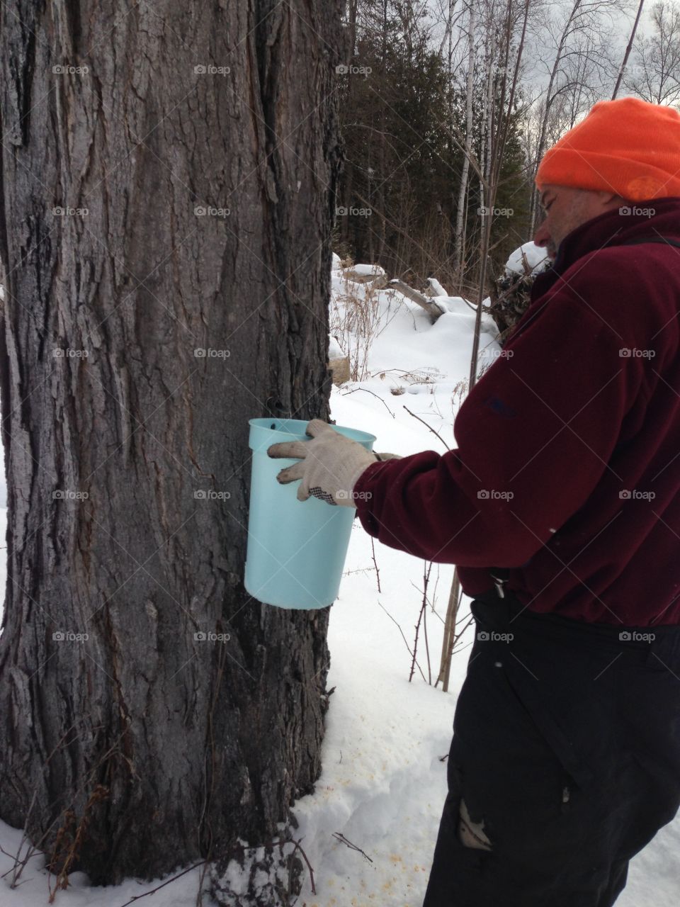 Tapping trees 