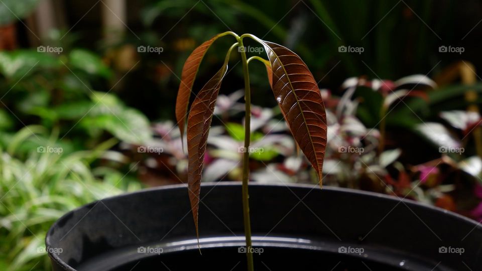 Mango or mempelam is the name of a type of fruit, as well as the name of the tree. Mango belongs to the genus Mangifera, which consists of 35-40 members of the Anacardiaceae family