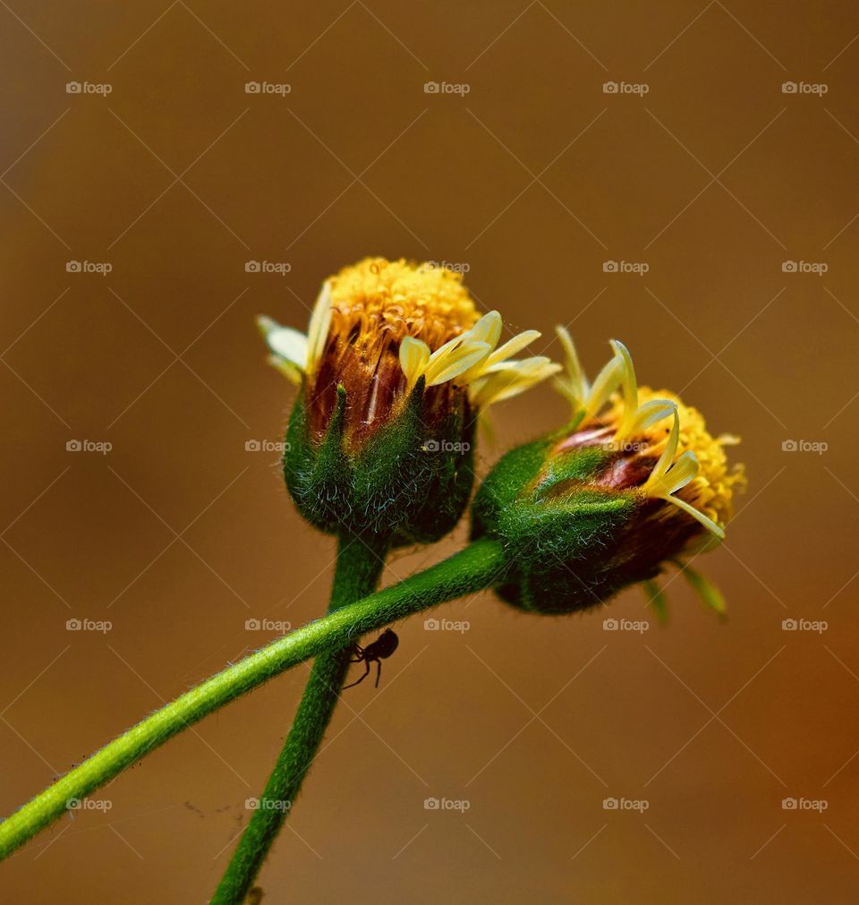 Flower - Coat button flower bud - Nature 
