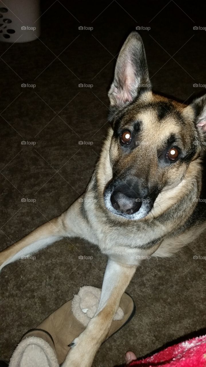 German Shepherd. My handsome boy posing for a picture