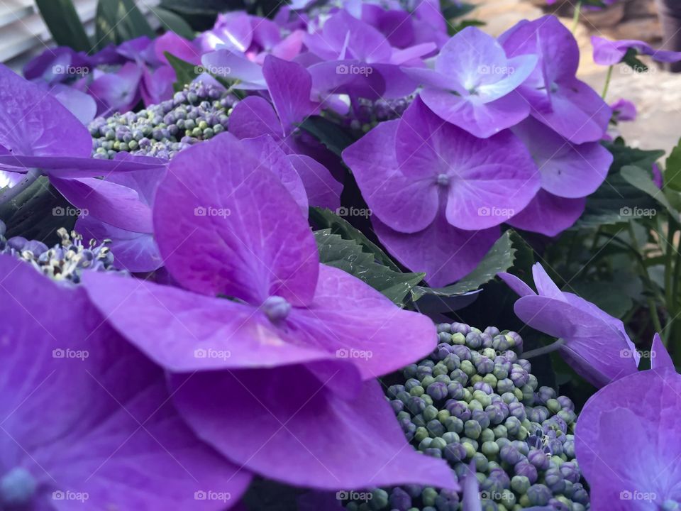 Hydrangeas 