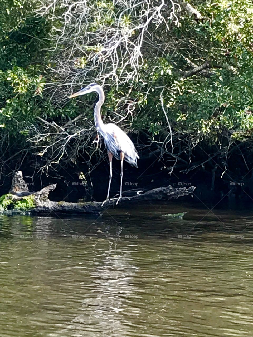 Great Blue Heron sited while paddling river