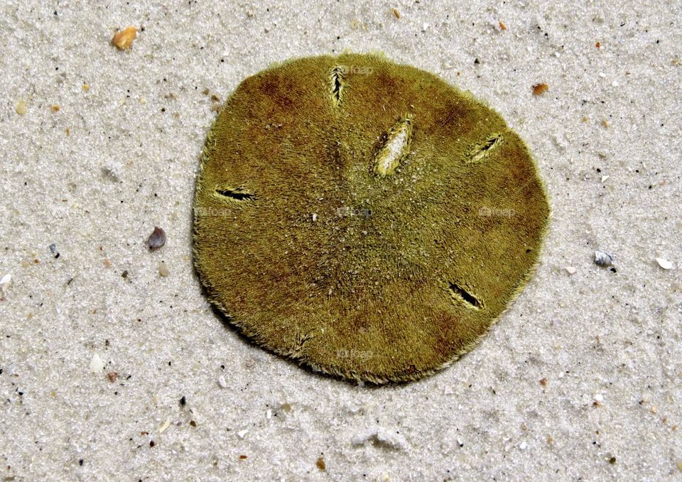Freshly washed up sand dollar