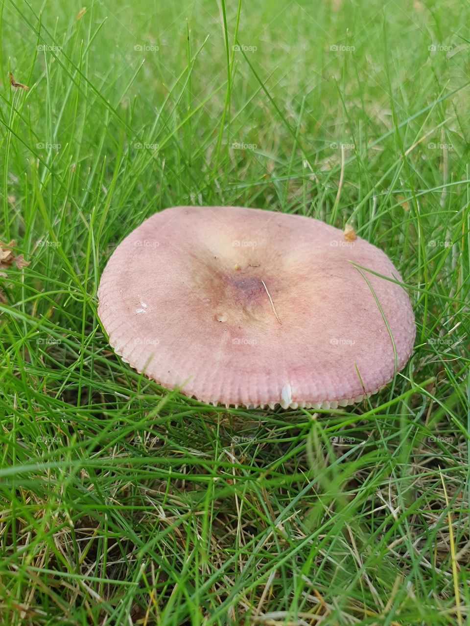 what mushroom?