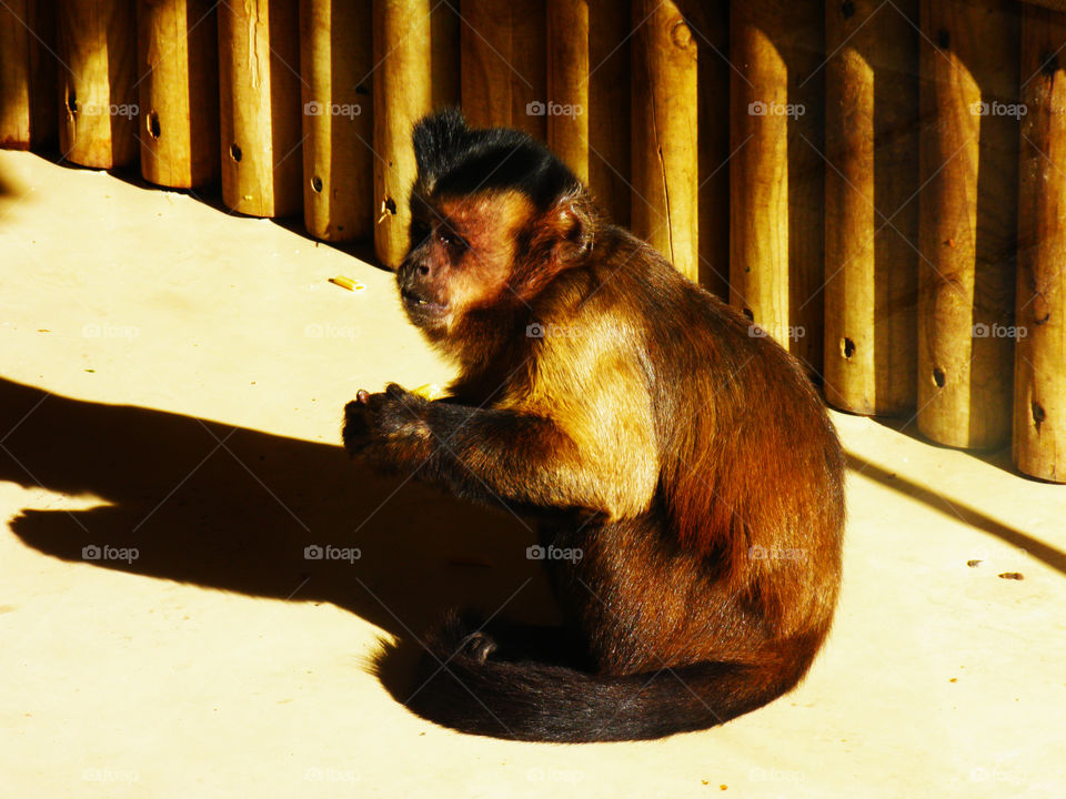 Baby brown light fur monkey of the Zoo of Madrid in its habitat illuminated by the hot summer sun.
