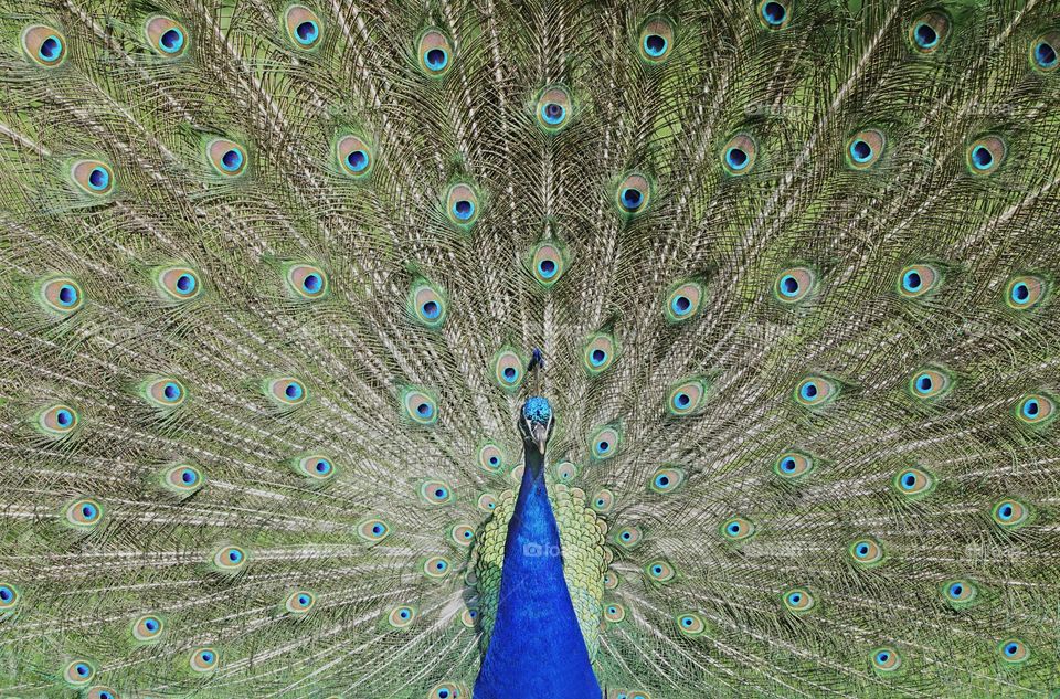 Peacock Color Love