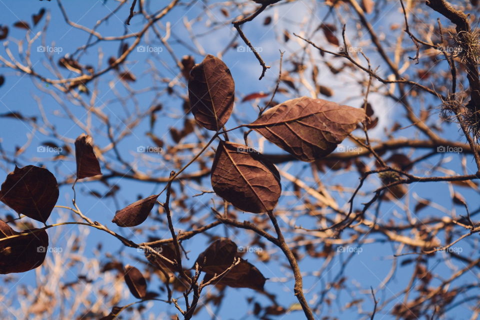 Dried Leaves on Tree