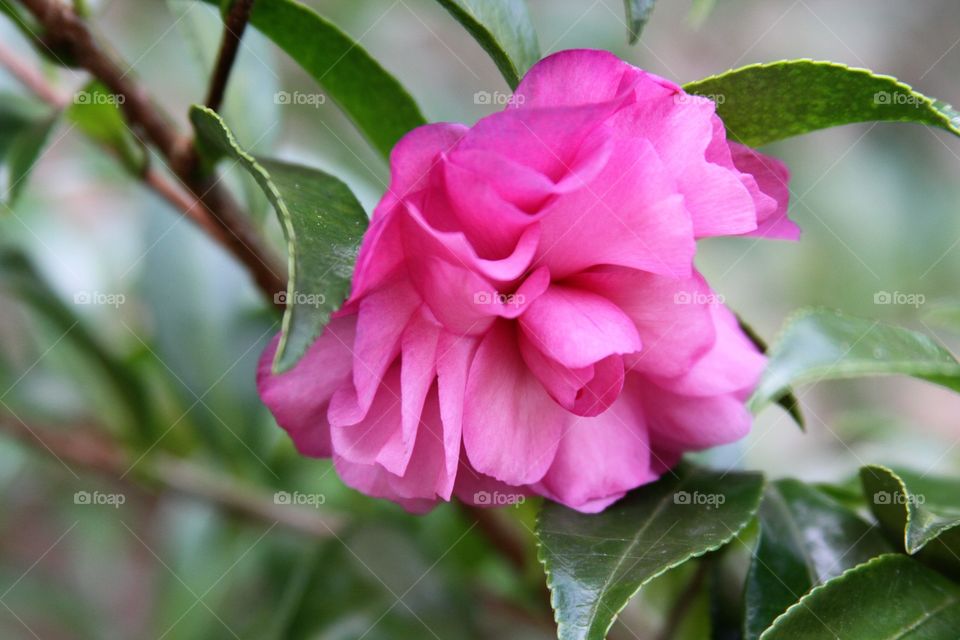 pink flower