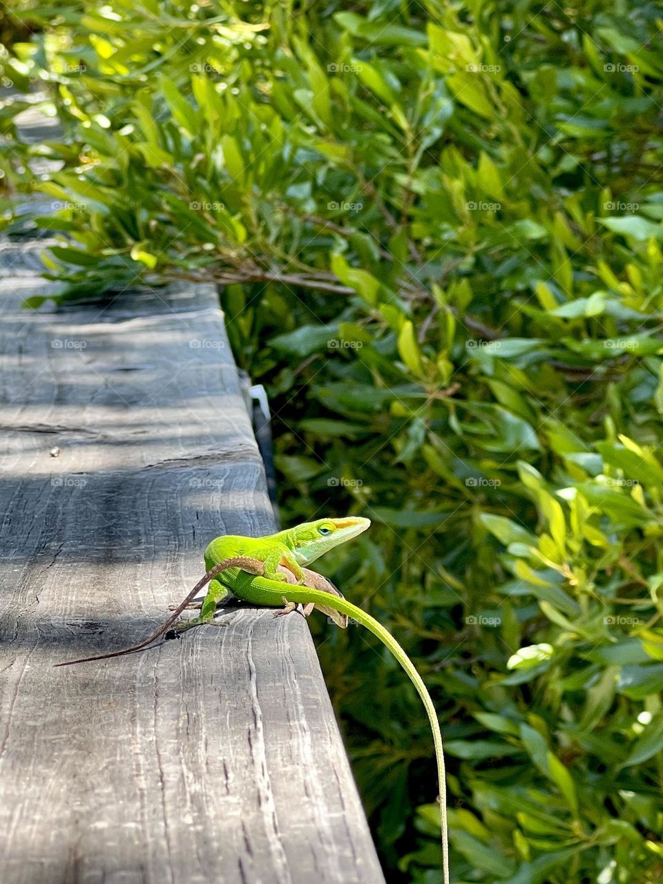 Closeup of two small anole lizards on a wooden rail in dappled sunlight. Foreground focus on their mating.