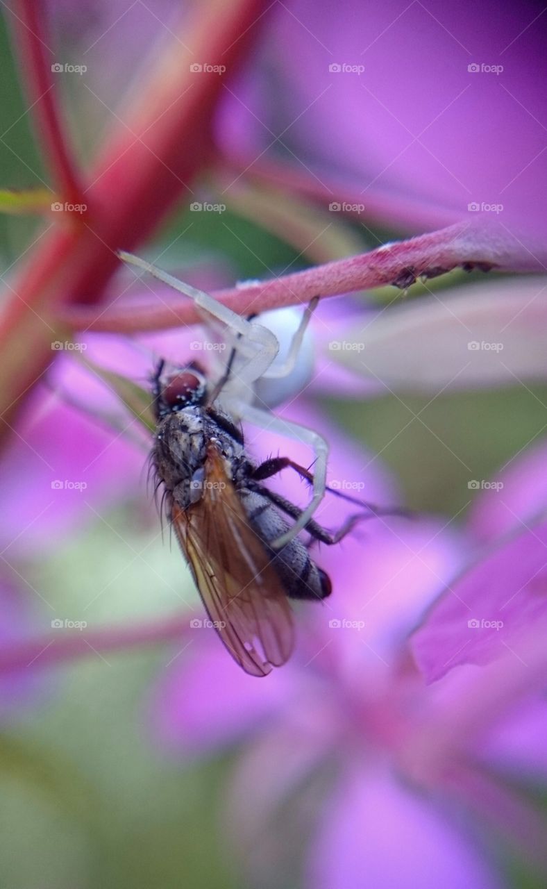 White spider catching a fly insect