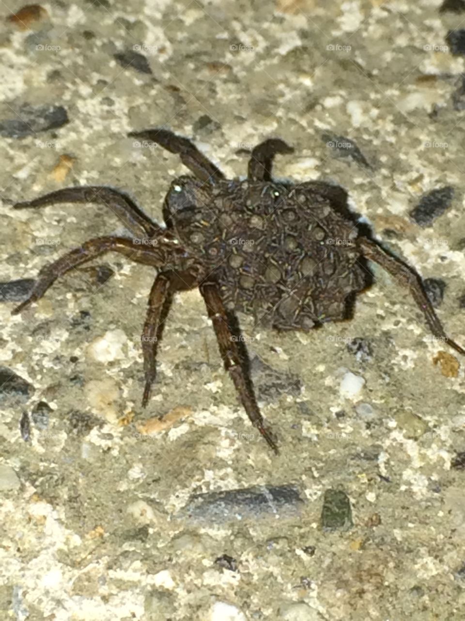 Wolf spider carrying her babies