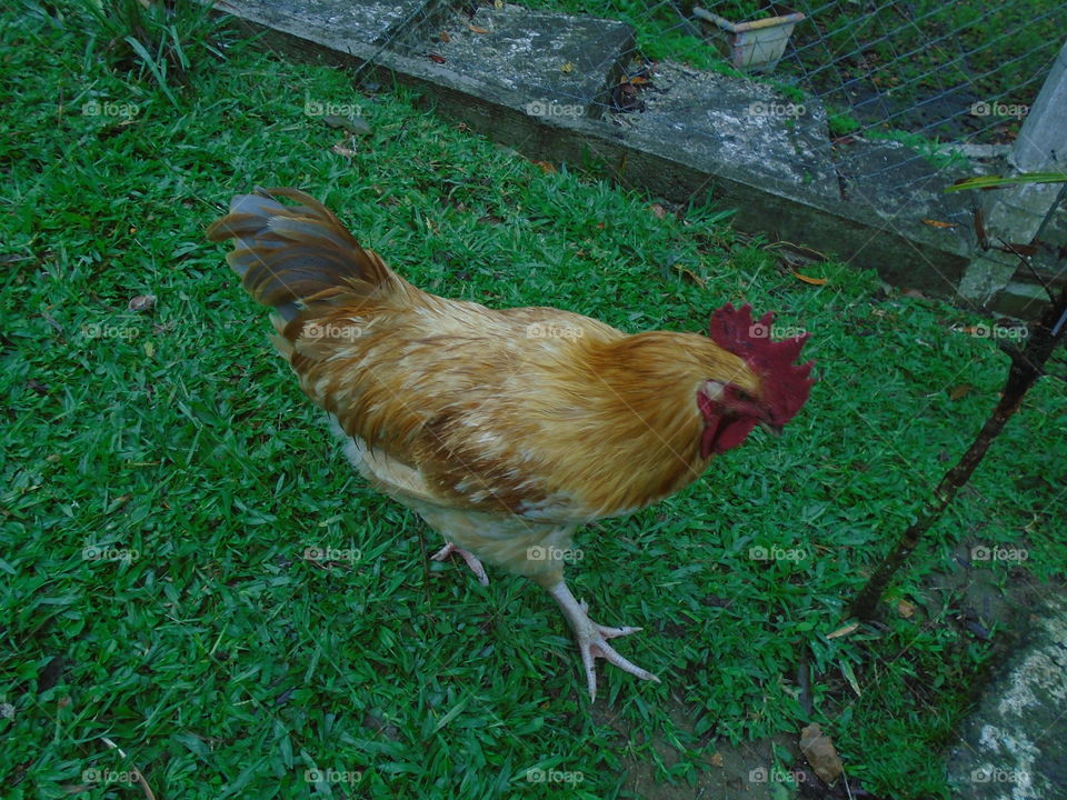 ROOSTER CHICKEN BIRDS CHESTER