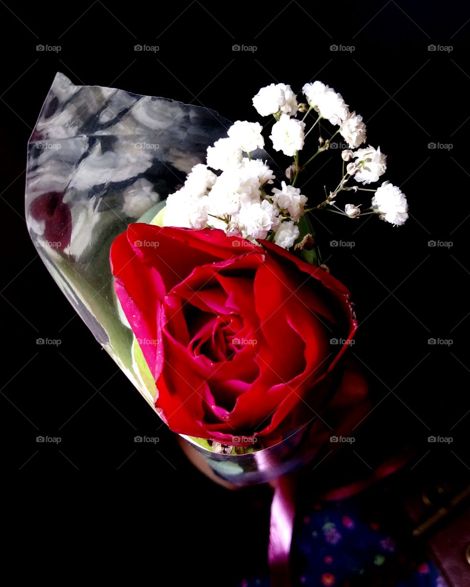 Rose, Love, Flower, Romance, No Person