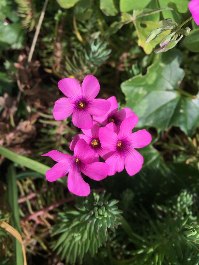 Spring 